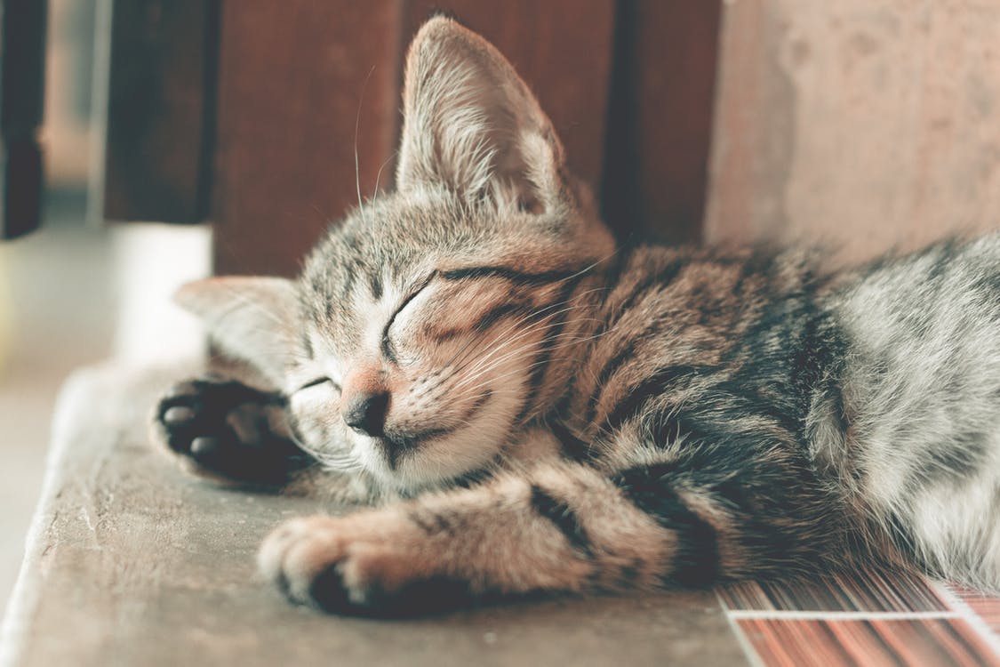 ภาพจาก : https://www.pexels.com/photo/close-up-photography-of-sleeping-tabby-cat-1056251/